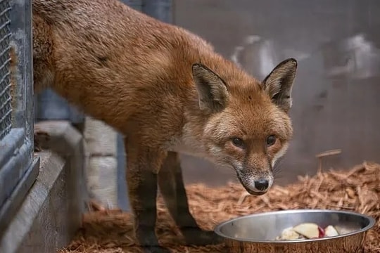 Cáo đỏ vượt 6.000 km, 'đi lậu vé' từ Anh đến Mỹ