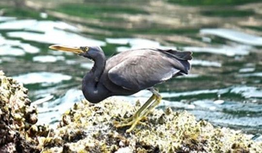 Lộ diện 4 loài chim lạ chưa từng được ghi nhận tại Phong Nha- Kẻ Bàng