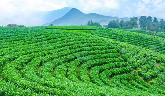 Những mùa hương trên vai núi