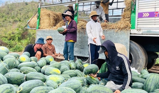 Giá dưa hấu còn 1.000 đồng/kg, nhiều hộ trồng lỗ hàng trăm triệu đồng