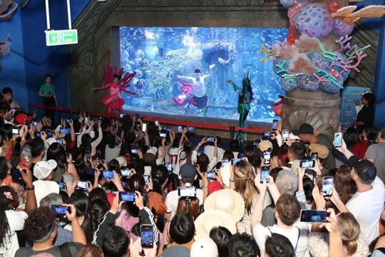 Chàng tiên cá hơn 100 kg 'gây sốt' tại thủy cung Nha Trang