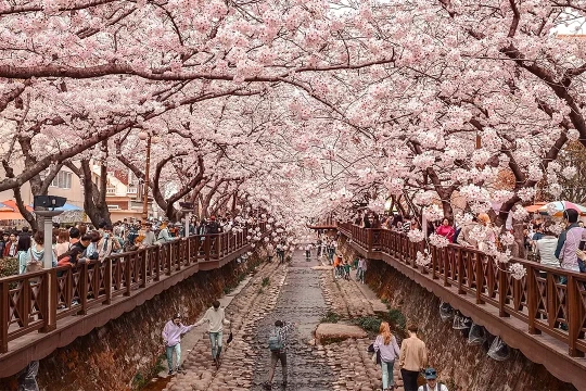 Hoa anh đào Hàn Quốc nở sớm