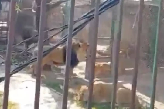 Cái kết của người đàn ông thả 6 con sư tử khỏi chuồng