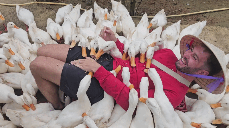 Khách Tây thử cảm giác được đàn vịt vây quanh 'massage'