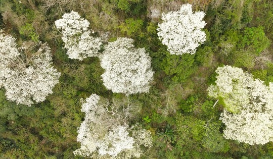 VIDEO: Ngây ngất với loài hoa nở trắng rừng xứ Thanh