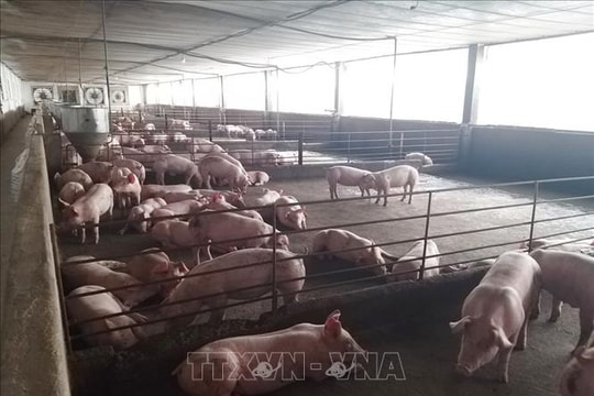 Tăng kiểm tra hoạt động kinh doanh, sử dụng chất cấm trong chăn nuôi