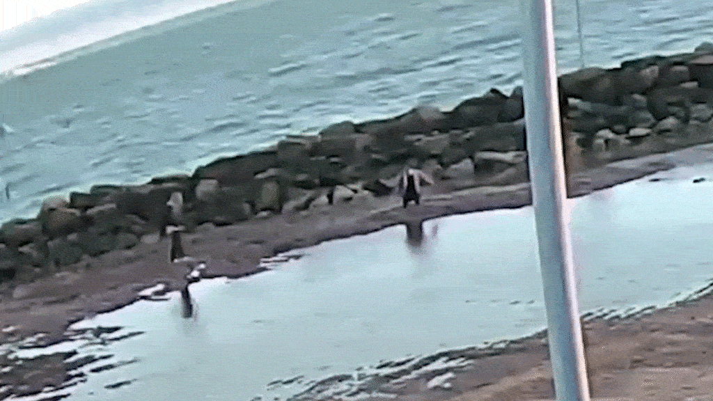 Hai du khách bị sụt nửa người xuống hố cát trên bãi biển