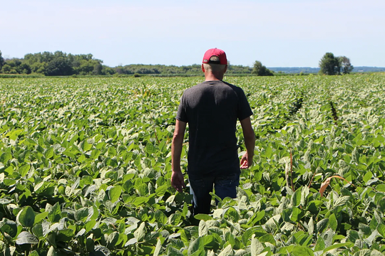 Nhiều nông dân Mỹ có nguy cơ phá sản vì ảnh hưởng xung đột Trung Đông