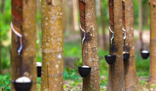 Bất chấp chiến sự Trung Đông, một cổ phiếu tăng trần 18 phiên liên tục