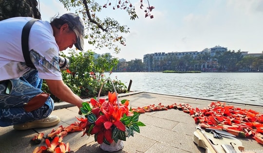 Hồ Gươm bừng đỏ mùa hoa gạo