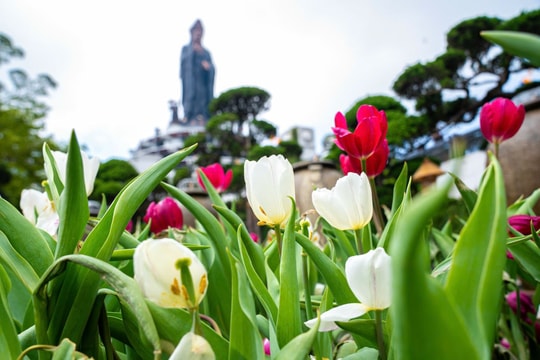 Lễ hội hoa tulip góp phần làm mới trải nghiệm du lịch tại núi Bà Đen