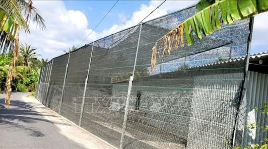 Đồng Tháp: Nhiều người dân phản ánh trại nuôi vịt công nghiệp gây ô nhiễm kéo dài