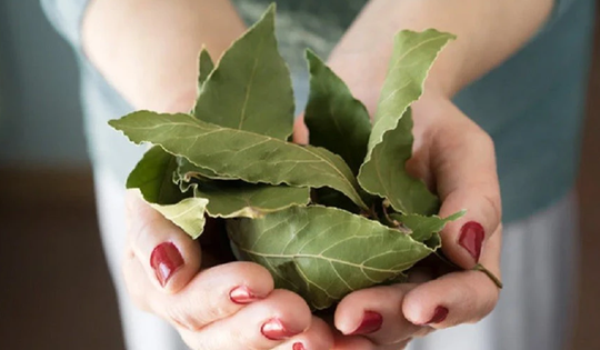 Loại lá dân dã của Việt Nam xưa không ai lấy, nay trời Tây bán giá 2 triệu đồng/kg