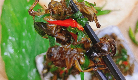 Con đặc sản “xấu xí” xưa không ai ngó, nay thành món lạ Tây Bắc, được dân nhậu mê tít săn lùng