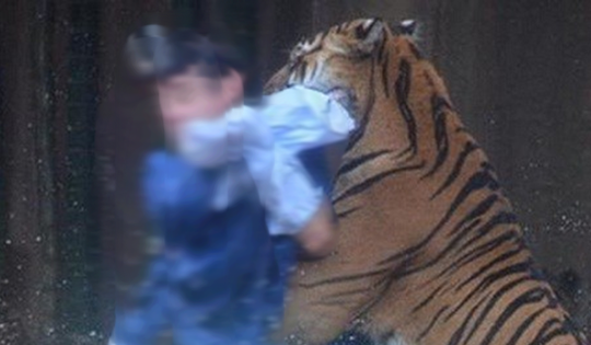 Đi làm về muộn, người đàn ông bị hổ dữ vồ tử vong