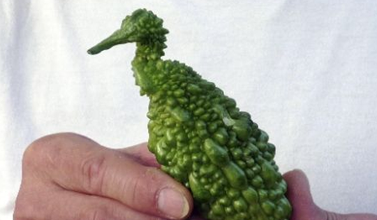 Loại quả xưa rụng đầy gốc nay ví như "vua dưỡng gan" cực tốt cho sức khỏe