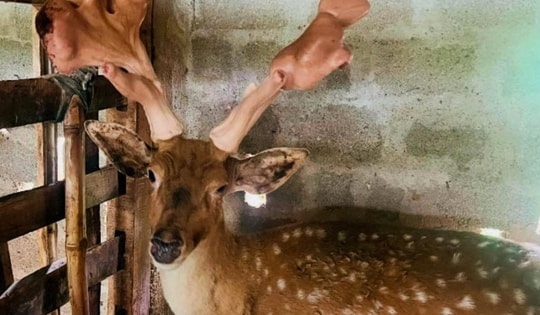 Nhờ nuôi hươu sao nhiều hộ dân Hà Tĩnh đổi đời, thu nhập tiền tỷ mỗi năm