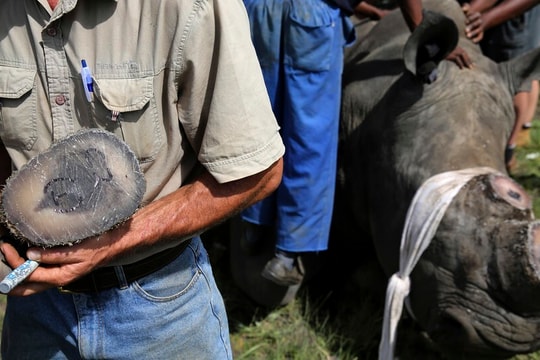 Chu Đăng Khoa bị bắt ở Nam Phi vì buôn lậu sừng tê giác: Bộ Ngoại giao lên tiếng