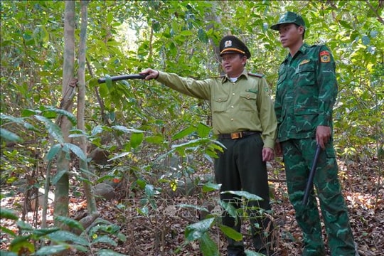 Đảo Hòn Khoai sớm chủ động '4 tại chỗ' bảo vệ hơn 500 ha rừng đặc dụng