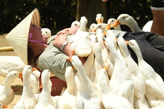 Khách Tây chăn trâu, được vịt massage khi đến Việt Nam du lịch