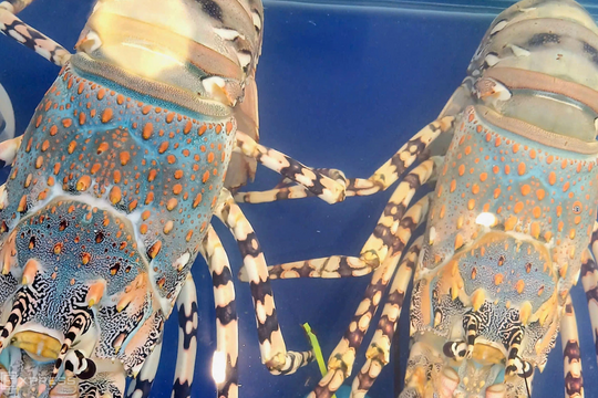 Xuất khẩu sầu riêng, tôm hùm sang Trung Quốc tăng vọt