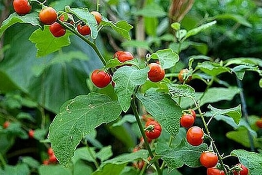 Dùng cà gai leo có giúp trị khỏi viêm gan B không?