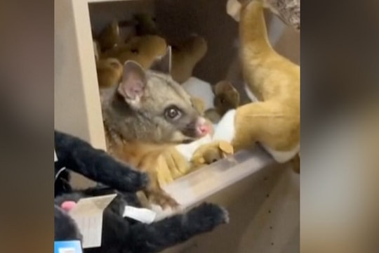 Chồn túi lẩn giữa thú bông tại cửa hàng lưu niệm Australia