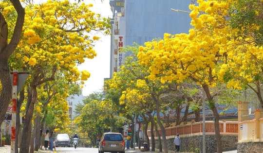 Hoa phong linh "nhuộm vàng" Vũng Tàu, du khách rộn ràng check-in