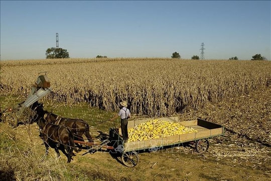 Nông dân Mỹ chịu áp lực giá phân bón khi chiến sự tại Iran làm gián đoạn nguồn cung