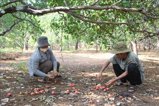 Giá điều tăng cao, nông dân vẫn kém vui vì mất mùa