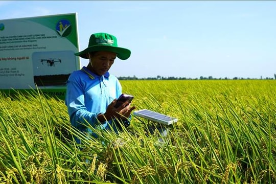 Chuỗi liên kết 'xanh' mở đường cho thương hiệu gạo Việt