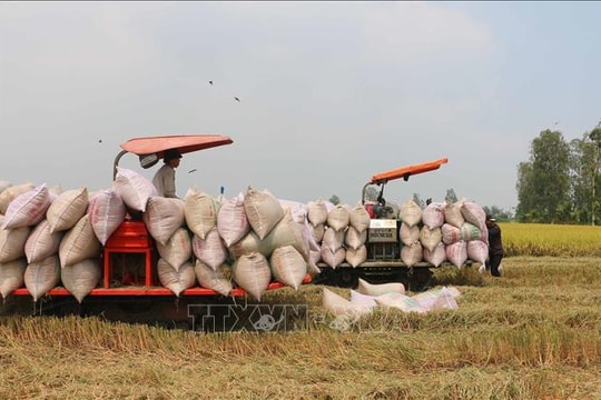 Thúc đẩy sản xuất, xuất khẩu gạo trong tình hình mới