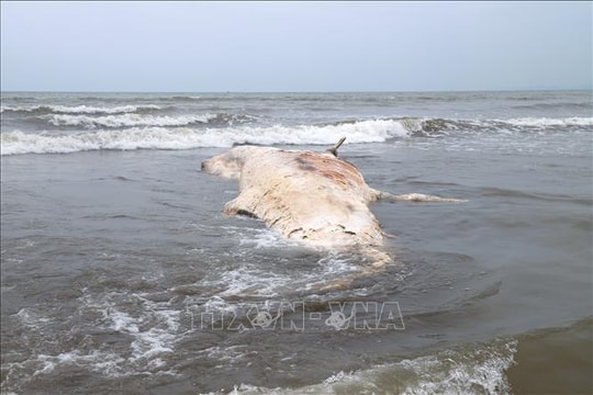 Phát hiện xác cá voi gần 7 tấn trôi dạt vào bờ biển Nghệ An