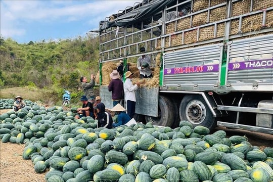Dưa hấu 'được mùa rớt giá', áp lực tìm đầu ra