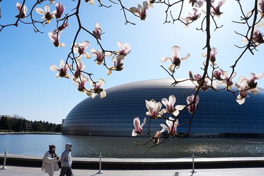 Hoa mộc lan nở rộ ở Bắc Kinh