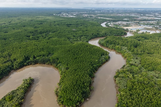 Hệ sinh thái Cần Giờ có gì?