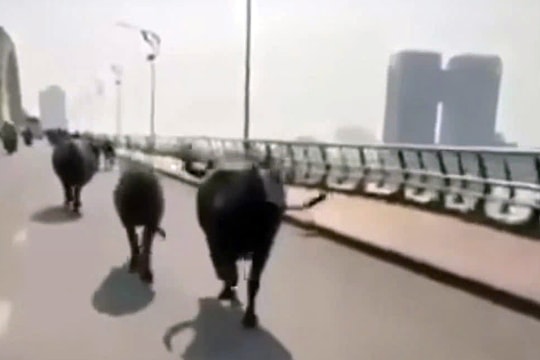 8 con trâu gây náo loạn đường phố Đà Nẵng