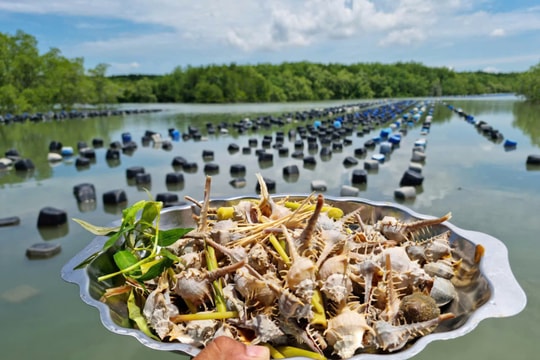 Những điểm thưởng thức hải sản tại Cần Giờ