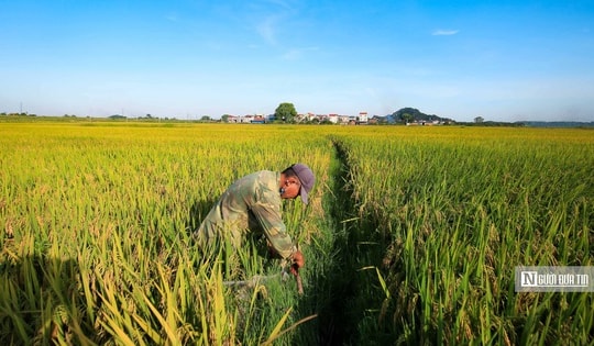 Bộ Công Thương ra chỉ thị thúc đẩy xuất khẩu gạo, ứng phó biến động thị trường