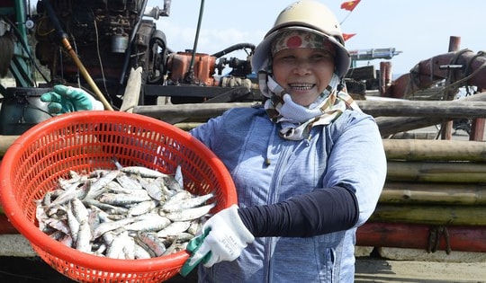 Ngư dân Thanh Hóa kiếm tiền triệu mỗi ngày mùa cá trích