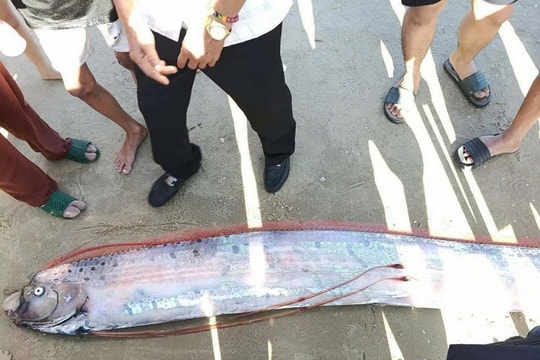 Cá mái chèo dài gần 4 mét trôi dạt vào vùng ven biển Lâm Đồng