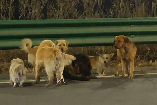 7 chú chó đào thoát khỏi kẻ trộm, vượt 18 km về nhà