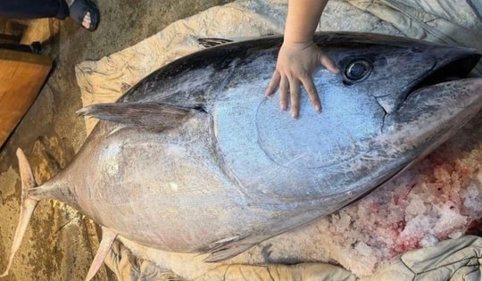 Ngư dân bắt được con cá ngừ khổng lồ dài 2,37 mét, nặng 280kg