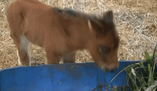 Lộ diện “bé ngựa lùn Cacao” ở Thảo Cẩm Viên Sài Gòn