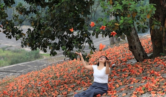 Sắc đỏ hoa gạo nhuộm thắm triền sông