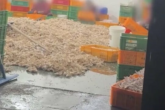 Nhà máy Trung Quốc tẩy trắng chân gà bằng oxy già