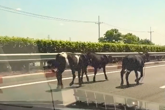 Đàn bò chạy trên cao tốc TP HCM - Long Thành