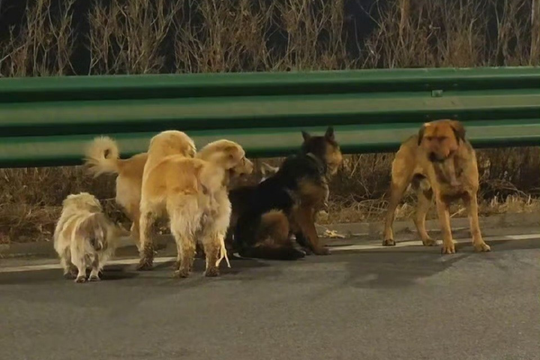 7 chú chó tìm đường về nhà bằng cách nào sau khi trốn thoát cẩu tặc?