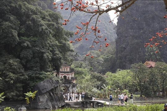 Rực rỡ sắc đỏ hoa gạo trên vùng đất Cố đô Hoa Lư