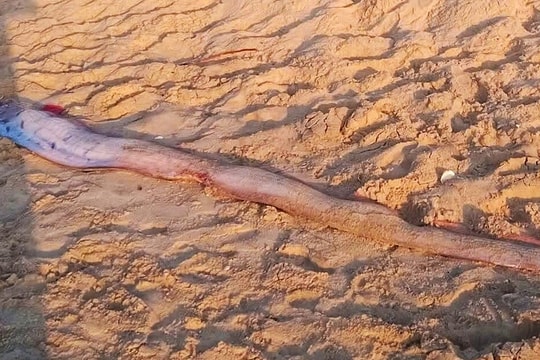 Cá mái chèo dài 4 m dạt vào biển Mũi Né